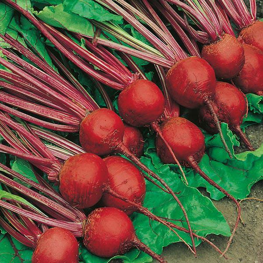Mr Fothergill's - BEETROOT Detroit 2 (Crimson Globe) Seeds Vegetable Seeds | Snape & Sons