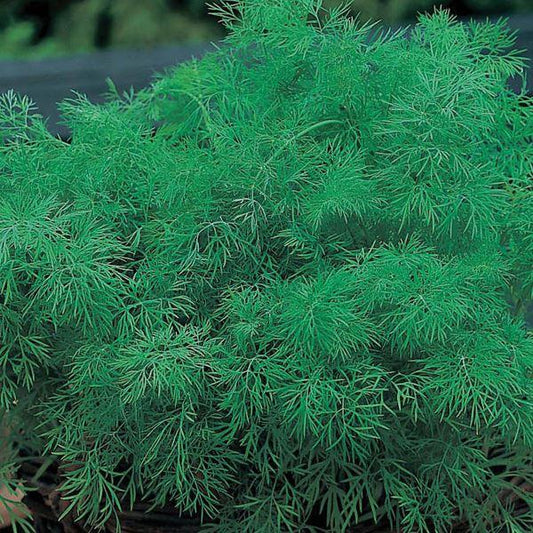Mr Fothergill's - DILL Seeds Vegetable Seeds | Snape & Sons