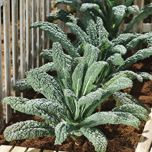 Mr Fothergill's - KALE Nero Di Toscana Seeds Vegetable Seeds | Snape & Sons