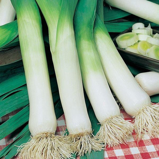 Mr Fothergill's - LEEK Musselburgh Seeds Vegetable Seeds | Snape & Sons