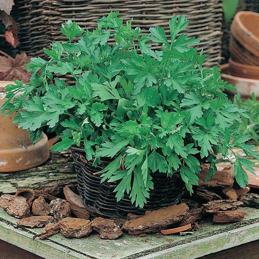 Mr Fothergill's - PARSLEY Plain Leaved 2 Seeds Vegetable Seeds | Snape & Sons