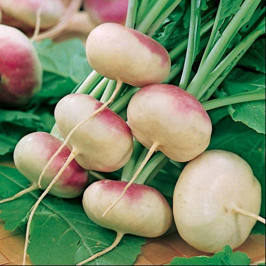 Mr Fothergill's - TURNIP Purple Top Milan Seeds Vegetable Seeds | Snape & Sons
