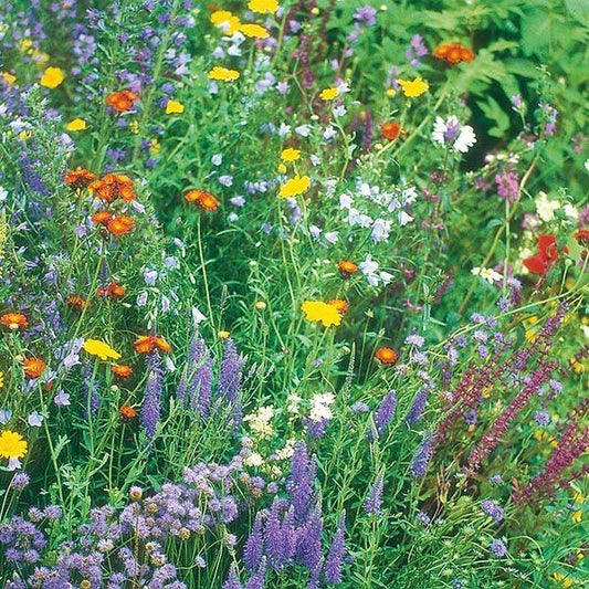 Mr Fothergill's - WF Wildlife Mixture Seeds Flower Seeds | Snape & Sons