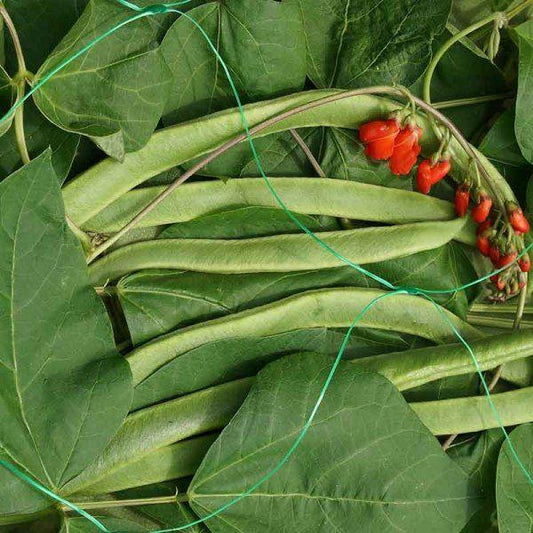 Smart Garden - Pea & Bean Netting 5m x 2m Garden Netting | Snape & Sons