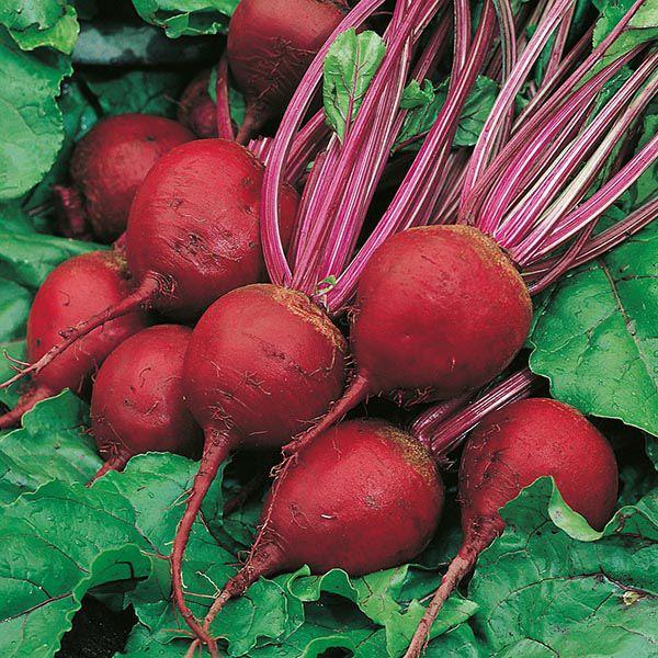 Mr Fothergill's - BEETROOT Perfect 3 Seeds Vegetable Seeds | Snape & Sons