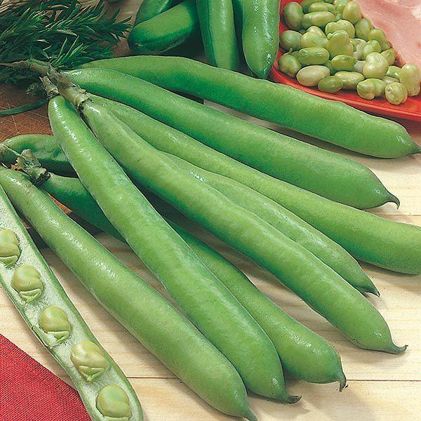 Mr Fothergill's - BROAD BEAN Aguadulce Seeds Vegetable Seeds | Snape & Sons