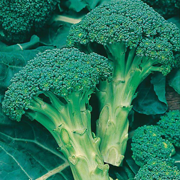 Mr Fothergill's - BROCCOLI (Autumn) Green Calabrese Seeds Vegetable Seeds | Snape & Sons