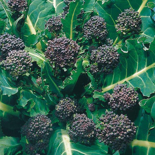 Mr Fothergill's - BROCCOLI (Sprouting) Early Purple Seeds Vegetable Seeds | Snape & Sons