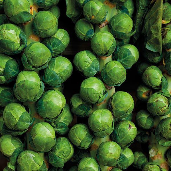 Mr Fothergill's - BRUSSELS SPROUT Brodie F1 Seeds Vegetable Seeds | Snape & Sons