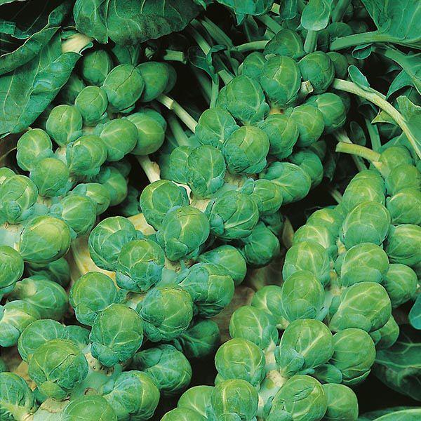 Mr Fothergill's - BRUSSELS SPROUT Evesham Special Seeds Vegetable Seeds | Snape & Sons