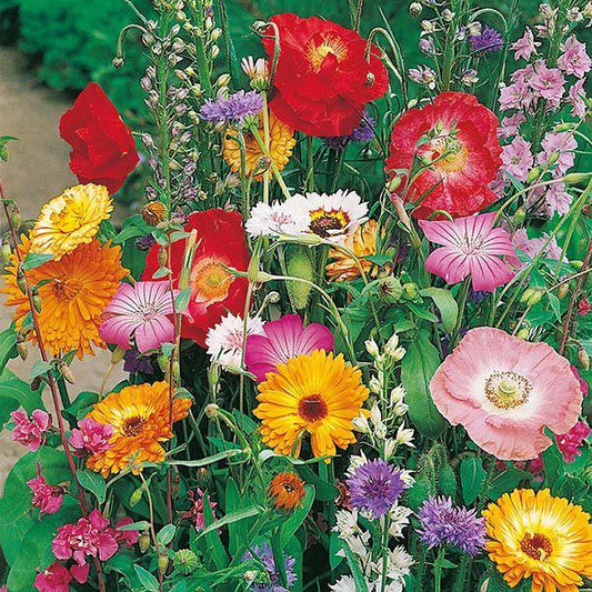 Mr Fothergill's - BUTTERFLY ATTRACTING Mixed Annuals Seeds Flower Seeds | Snape & Sons