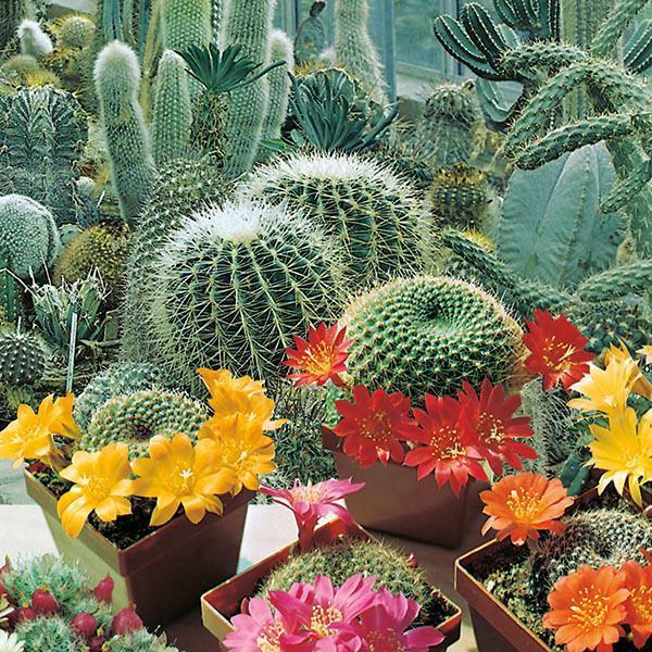 Mr Fothergill's - CACTUS Flowers of The Desert Seeds Flower Seeds | Snape & Sons
