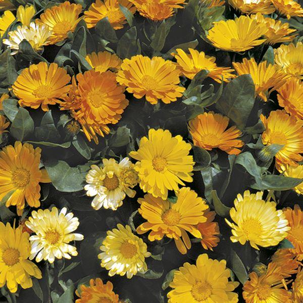 Mr Fothergill's - CALENDULA Daisy Mixed Seeds Flower Seeds | Snape & Sons