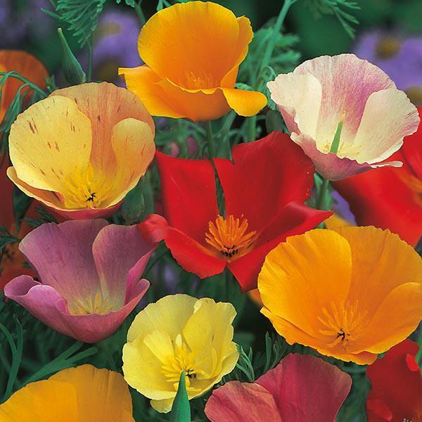 Mr Fothergill's - CALIFORNIAN POPPY Single Mixed Seeds Flower Seeds | Snape & Sons