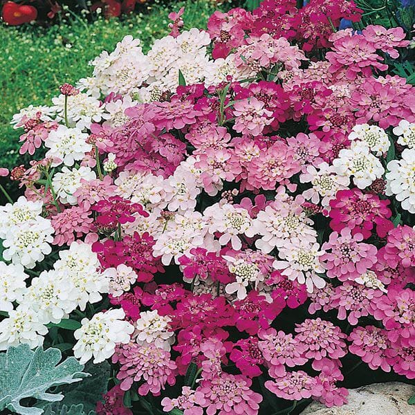 Mr Fothergill's - CANDYTUFT Fairy Mixed Seeds Flower Seeds | Snape & Sons