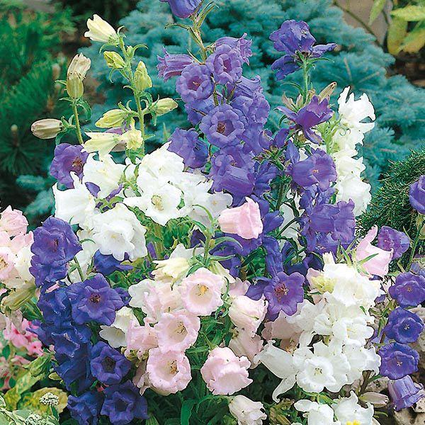 Mr Fothergill's - CANTERBURY BELLS Cup & Saucer Mixed Seeds Flower Seeds | Snape & Sons