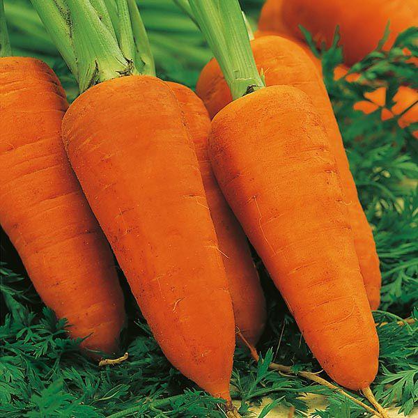 Mr Fothergill's - CARROT Chantenay Red Cored 2 Seeds Vegetable Seeds | Snape & Sons