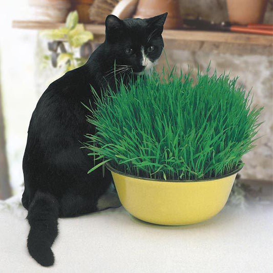 Mr Fothergill's - CAT GRASS Avena sativa Seeds Flower Seeds | Snape & Sons