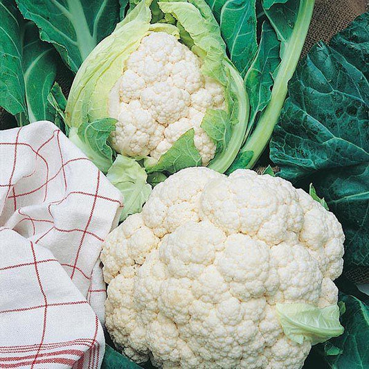 Mr Fothergill's - CAULIFLOWER All The Year Round Seeds Vegetable Seeds | Snape & Sons