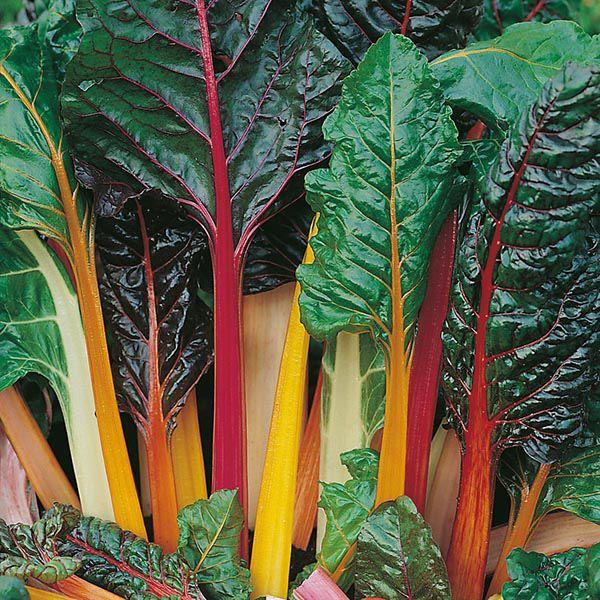 Mr Fothergill's - CHARD Bright Lights Seeds Vegetable Seeds | Snape & Sons