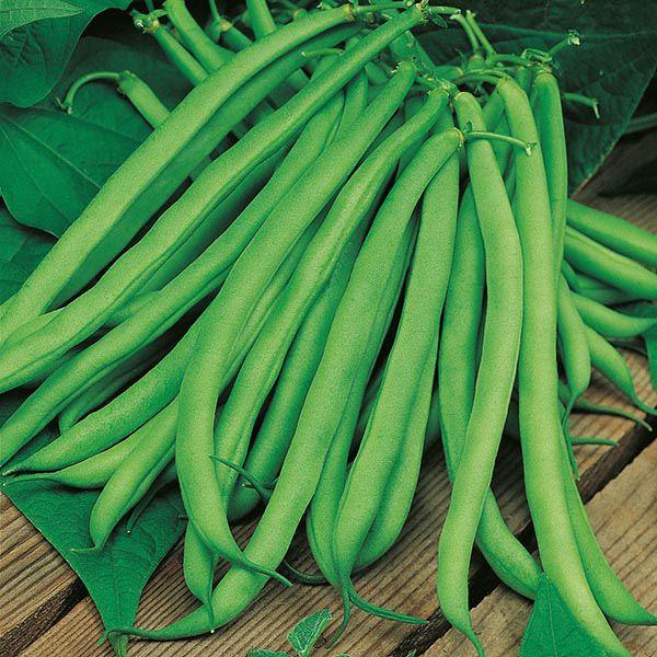 Mr Fothergill's - CLIMBING BEAN Blue Lake Seeds Vegetable Seeds | Snape & Sons