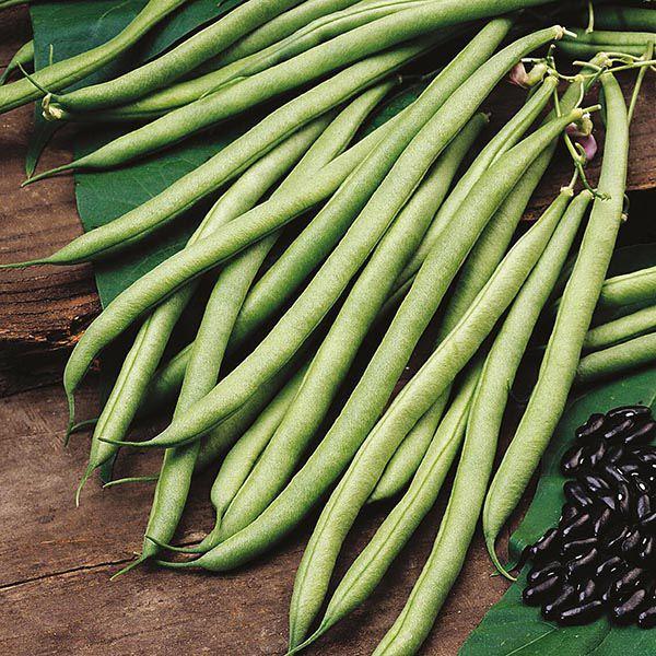Mr Fothergill's - CLIMBING BEAN Cobra Seeds Vegetable Seeds | Snape & Sons