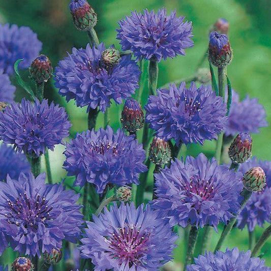 Mr Fothergill's - CORNFLOWER Blue Ball Seeds Flower Seeds | Snape & Sons