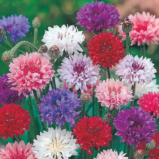 Mr Fothergill's - CORNFLOWER Polka Dot Seeds Flower Seeds | Snape & Sons