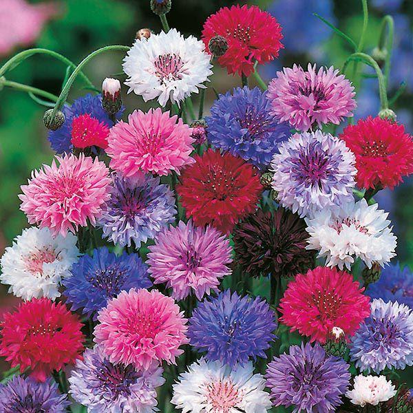 Mr Fothergill's - CORNFLOWER Tall Mixed Seeds Flower Seeds | Snape & Sons