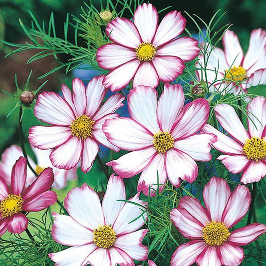 Mr Fothergill's - COSMOS Candy Stripe Seeds Flower Seeds | Snape & Sons