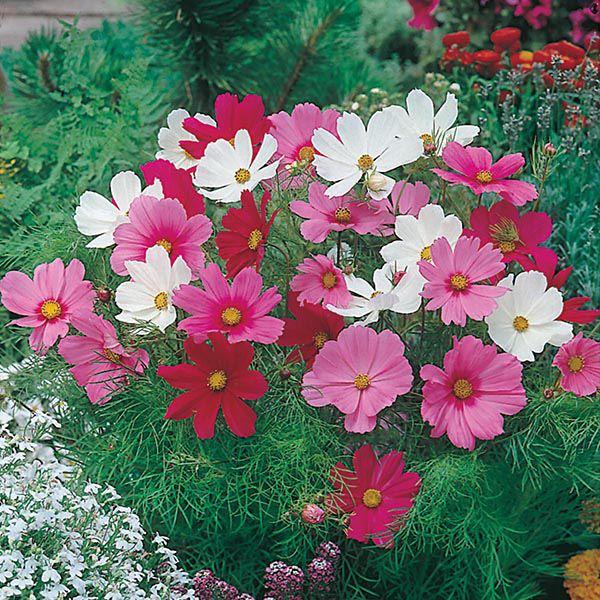Mr Fothergill's - COSMOS Dwarf Sonata Mixed Seeds Flower Seeds | Snape & Sons