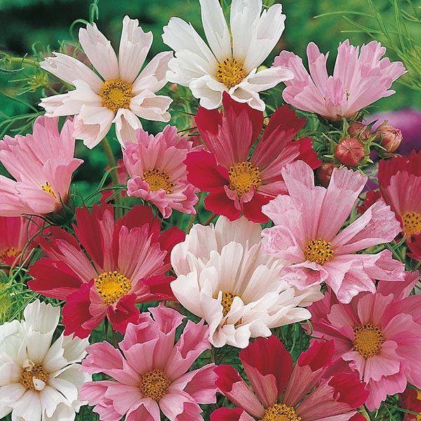Mr Fothergill's - COSMOS Seashells Mixed Seeds Flower Seeds | Snape & Sons