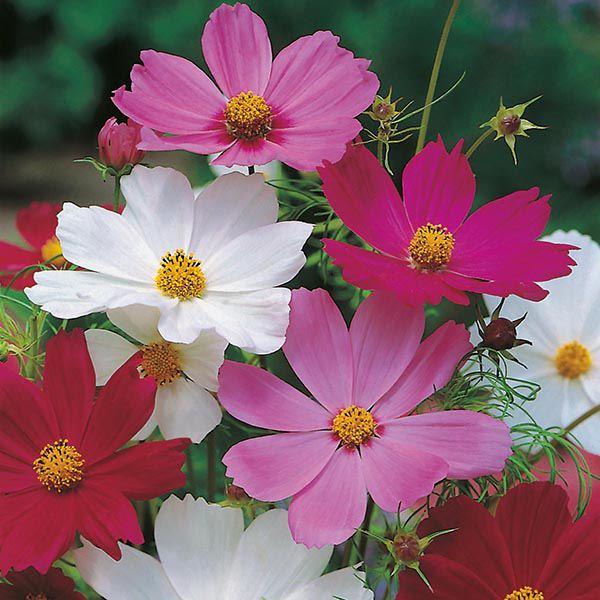 Mr Fothergill's - COSMOS Sensation Mixed Seeds Flower Seeds | Snape & Sons