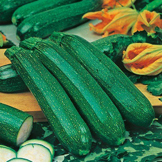 Mr Fothergill's - COURGETTE All Green Bush Seeds Vegetable Seeds | Snape & Sons