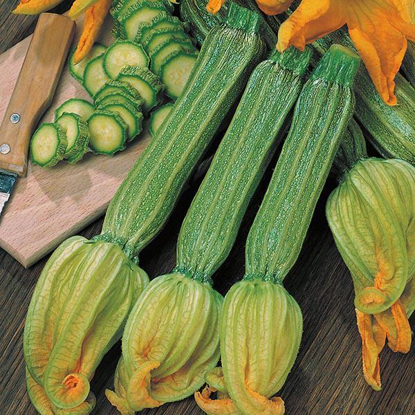 Mr Fothergill's - COURGETTE Romanesco Seeds Vegetable Seeds | Snape & Sons