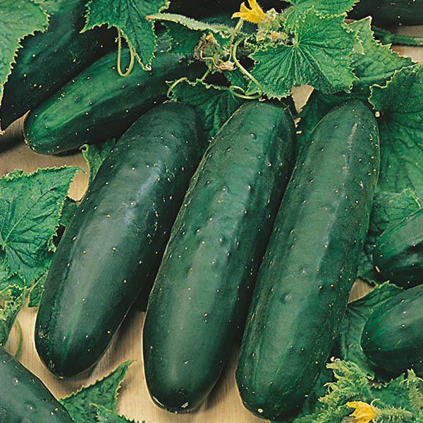 Mr Fothergill's - CUCUMBER Marketmore 76 Seeds Vegetable Seeds | Snape & Sons