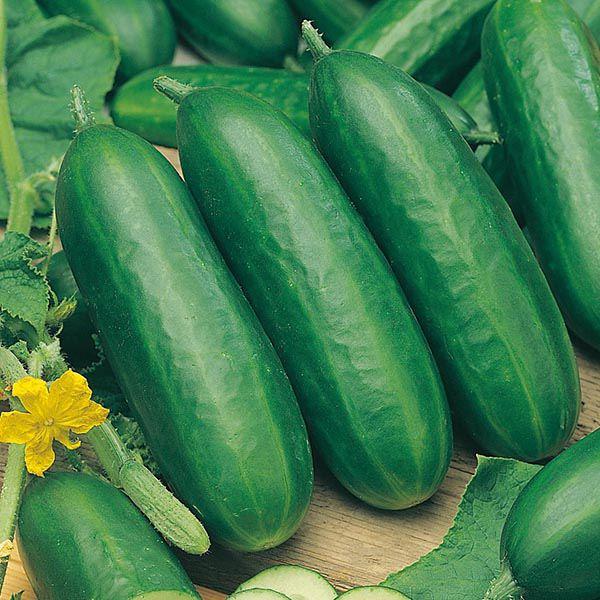 Mr Fothergill's - CUCUMBER Socrates F1 Seeds Vegetable Seeds | Snape & Sons