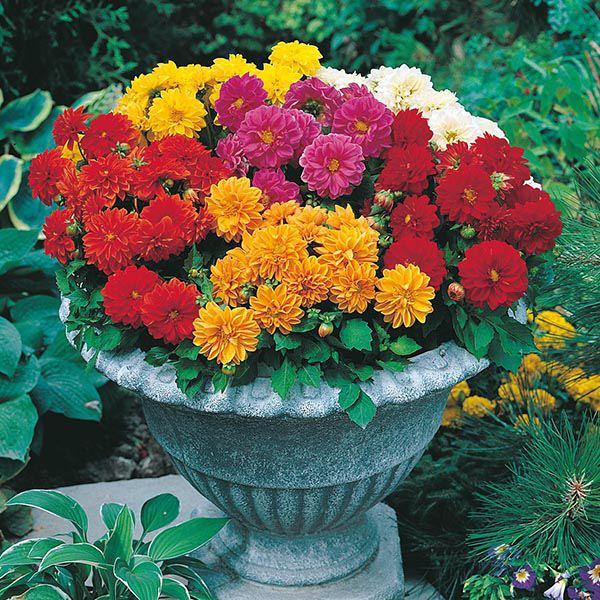 Mr Fothergill's - DAHLIA Dwarf Double Mixed Seeds Flower Seeds | Snape & Sons