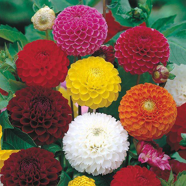 Mr Fothergill's - DAHLIA Pompon Mixed Seeds Flower Seeds | Snape & Sons