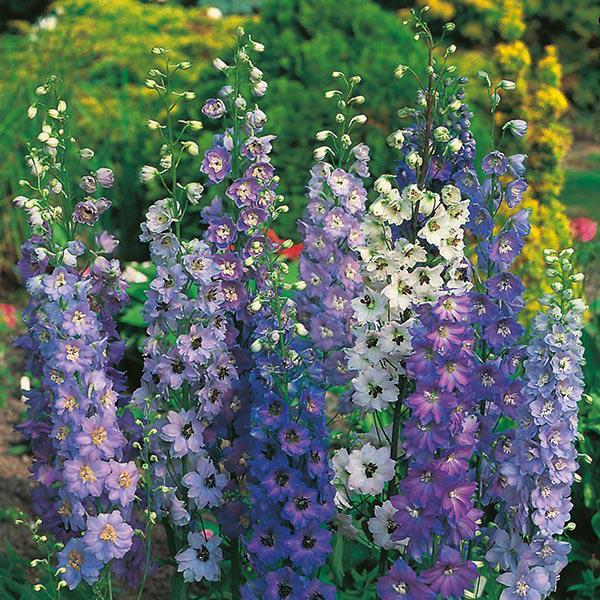 Mr Fothergill's - DELPHINIUM Pacific Giants Mixed Seeds Flower Seeds | Snape & Sons