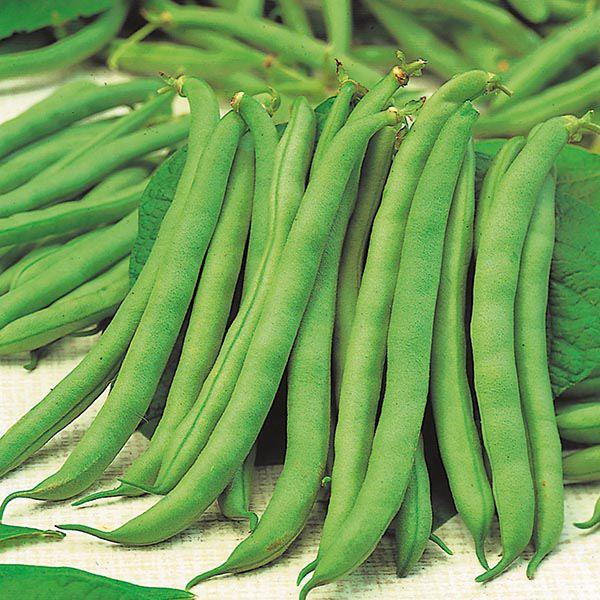 Mr Fothergill's - DWARF BEAN Tendergreen Seeds Vegetable Seeds | Snape & Sons