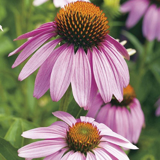 Mr Fothergill's - ECHINACEA Large Flowered Seeds Flower Seeds | Snape & Sons
