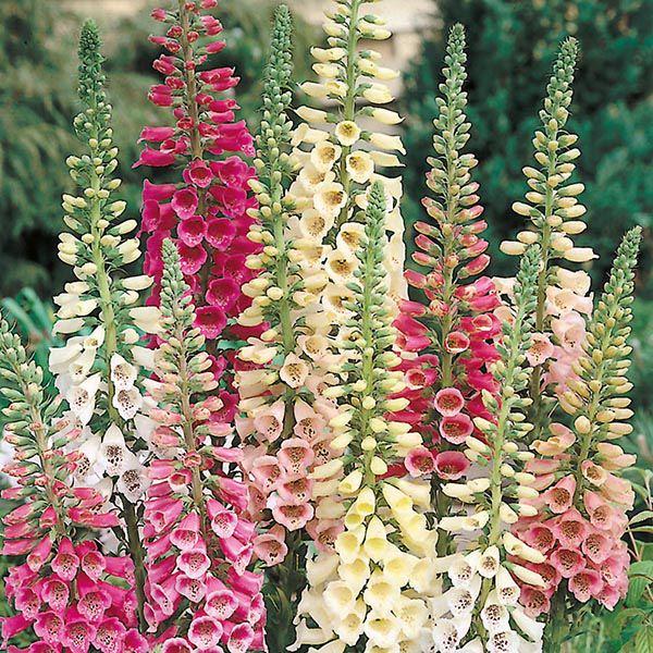 Mr Fothergill's - FOXGLOVE Excelsior Mixed Seeds Flower Seeds | Snape & Sons