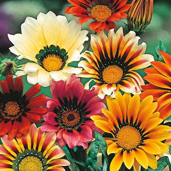 Mr Fothergill's - GAZANIA Sunshine Mixed Seeds Flower Seeds | Snape & Sons