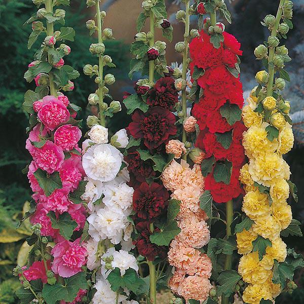 Mr Fothergill's - HOLLYHOCK Chaters Double Mixed Flower Seeds | Snape & Sons