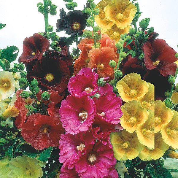 Mr Fothergill's - HOLLYHOCK Giant Single Mixed Seeds Flower Seeds | Snape & Sons