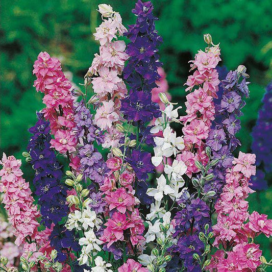 Mr Fothergill's - LARKSPUR Giant Imperial Mixed Seeds Flower Seeds | Snape & Sons