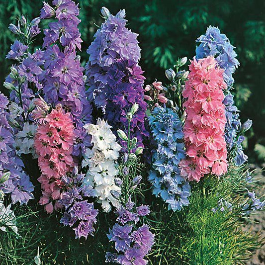 Mr Fothergill's - LARKSPUR Hyacinth Dwarf Mixed Seeds Flower Seeds | Snape & Sons