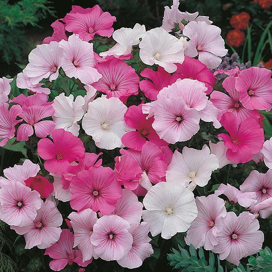 Mr Fothergill's - LAVATERA Parade Mixed Seeds Flower Seeds | Snape & Sons