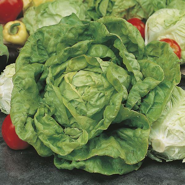 Mr Fothergill's - LETTUCE All The Year Round Seeds Vegetable Seeds | Snape & Sons